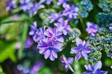 きれいな紫色の紫陽花のクローズアップ