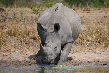 Breitmaulnashorn und Rotschnabel-Madenhacker / Square-lipped rhinoceros and Red-billed oxpecker /...