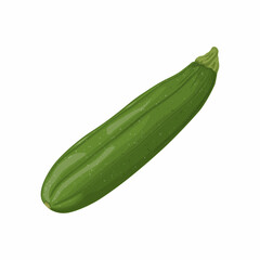 Zucchini. Image of sliced zucchini. Vegetarian vegetable from the garden. Farm vegetables. Vector illustration isolated on a white background