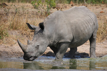 Breitmaulnashorn / Square-lipped rhinoceros / Ceratotherium simum