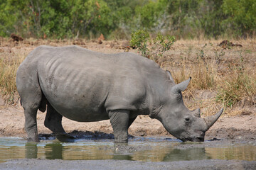 Obraz premium Breitmaulnashorn / Square-lipped rhinoceros / Ceratotherium simum