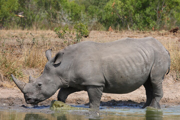 Obraz premium Breitmaulnashorn / Square-lipped rhinoceros / Ceratotherium simum