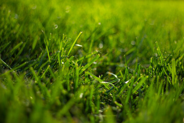 closeup grass and popping bubbles