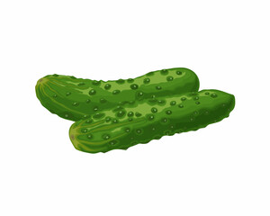 Green cucumber. Image of a ripe green cucumber. Green vegetarian product. Vector illustration isolated on a white background