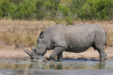 Fototapeta premium Breitmaulnashorn / Square-lipped rhinoceros / Ceratotherium simum
