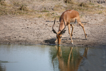 Schwarzfersenantilope / Impala / Aepyceros melampus
