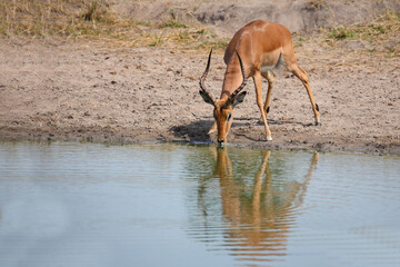 Schwarzfersenantilope / Impala / Aepyceros melampus