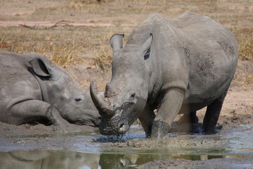 Obraz premium Schwarzfersenantilope / Impala / Aepyceros melampus