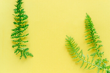 green leaves on yellow background