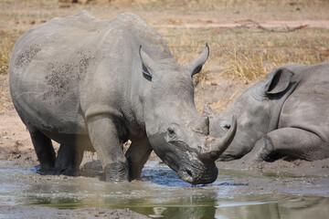 Obraz premium Breitmaulnashorn / Square-lipped rhinoceros / Ceratotherium simum