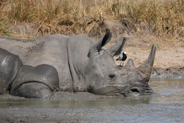 Breitmaulnashorn / Square-lipped rhinoceros / Ceratotherium simum