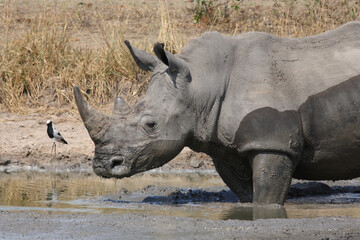Breitmaulnashorn und Waffenkiebitz / Square-lipped rhinoceros and Blacksmith lapwing or Blacksmith...