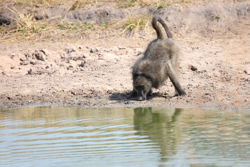 Bärenpavian / Chacma baboon / Papio ursinus..