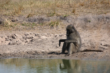 Bärenpavian / Chacma baboon / Papio ursinus...