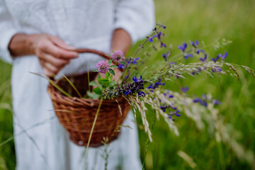 Close-up of senior woman wih basket in meadow in summer collecting herbs and flowers, natural...