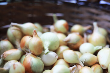 Harvest of onions. An elderly man farmer prepares vegetables for storage.