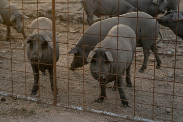 Cerdos Ibericos encerrados