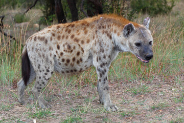 Tüpfelhyäne / Spotted hyaena / Crocuta crocuta