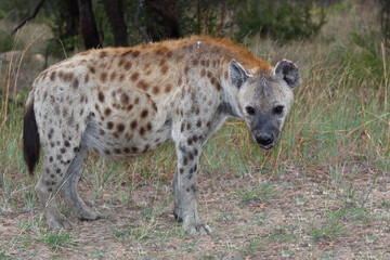 Tüpfelhyäne / Spotted hyaena / Crocuta crocuta