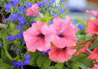 Pink petunias on a flower bed on a blurry background