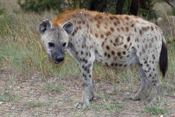 Tüpfelhyäne / Spotted hyaena / Crocuta crocuta