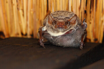 Mauritius-Grabfledermaus / Mauritian tomb bat / Taphozous mauritianus
