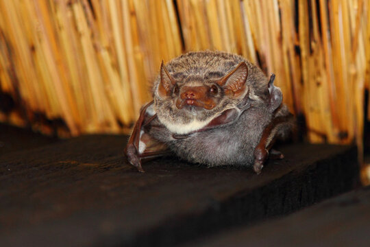 Mauritius-Grabfledermaus / Mauritian Tomb Bat / Taphozous Mauritianus