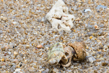 hermit crab on the beach