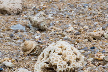 hermit crab on the beach
