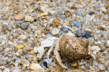 hermit crab on the beach