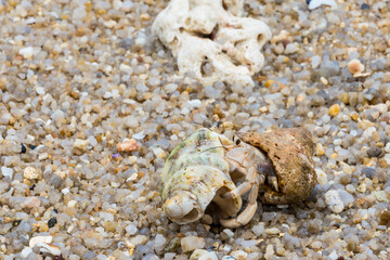 hermit crab on the beach