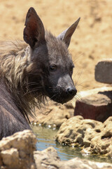 Brown Hyena in the Kgalagadi