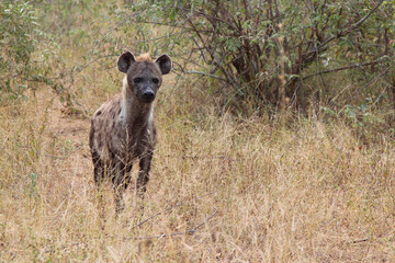 Tüpfelhyäne / Spotted hyaena / Crocuta crocuta