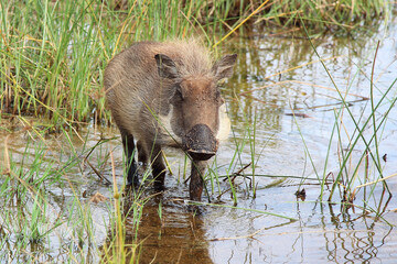 Warzenschwein / Warthog / Phacochoerus africanus
