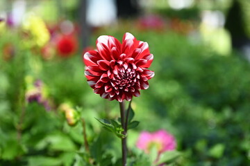 The dahlia (Dahlia), is a genus of flowering plants in the sunflower family (Asteraceae)