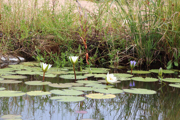 Seerose / Waterlily / Nymphaea