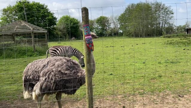 Short clip of an Ostrich running along a fence