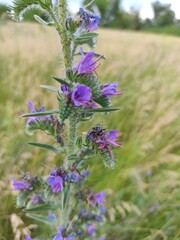 flowers in the field