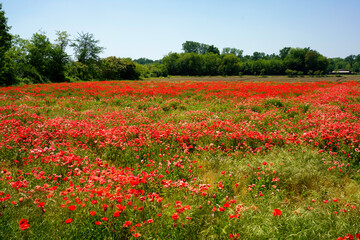 Field of poppies near Galliate, Novara