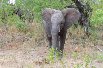 Naklejka premium Afrikanischer Elefant / African elephant / Loxodonta africana