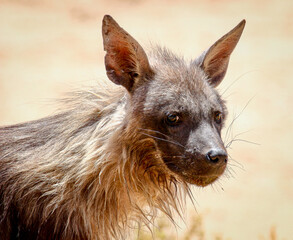 Brown Hyena in the Kgalagadi