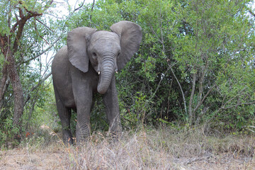 Obraz premium Afrikanischer Elefant / African elephant / Loxodonta africana