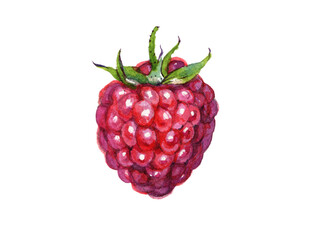 A raspberry isolated on white background. Watercolor food illustration.