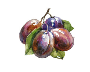 Plums on the branch. Isolated on the white background. Watercolor food illustration.
