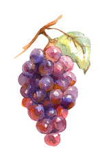 Bunch of grapes. Watercolor food illustration.	