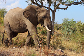 Fototapeta premium Afrikanischer Elefant / African elephant / Loxodonta africana