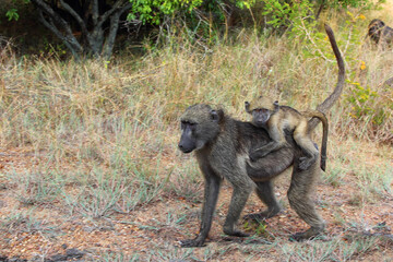 Bärenpavian / Chacma baboon / Papio ursinus