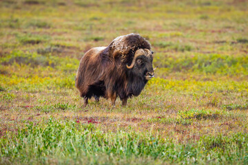 Portrait of a Musk Ox (Ovibos moschatos) on the tundra of the North Slope in Alaska
