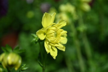 Obraz premium Yellow Dahlia flowers close-up overhead photo. Dicotyledonous plants. Beautiful yellow dahlia flower.