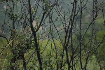 green new spring buds on a tree branch in early spring in the forest . Sunset, dawn, evening.